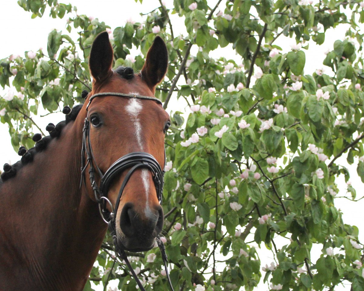 Pferd Fürst Fabalou (Hannoveraner, 2010, von Fabregas)