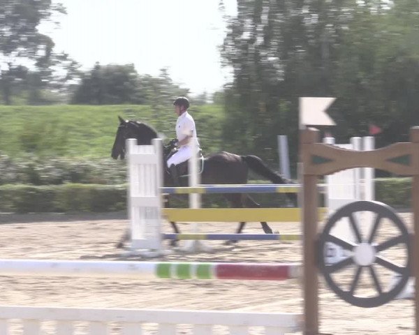 Reitturnier Dorsten-Gut Hohenkamp 2020