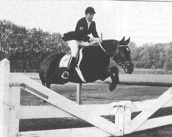 broodmare Axceen Lizzy (New Forest Pony, 1987, from Axceen Djordy)