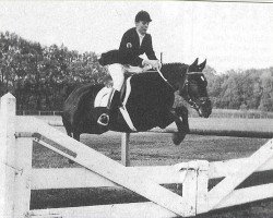 broodmare Axceen Lizzy (New Forest Pony, 1987, from Axceen Djordy)