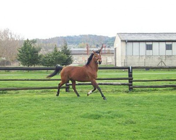 horse Elaysa 2000 ox (Arabian purebred, 2000, from Dinan 1991 ox)