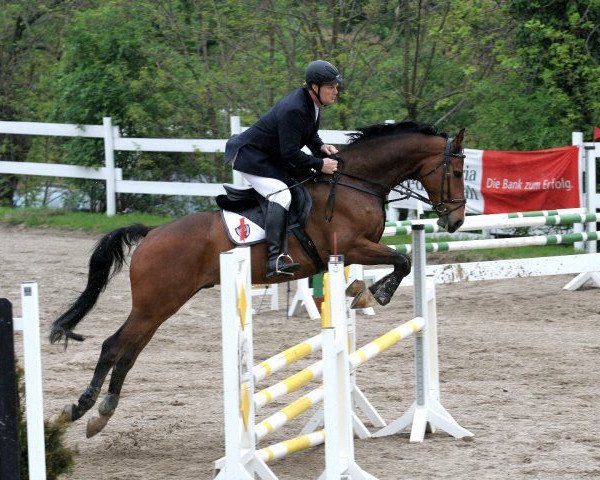 horse Cortado T (German Sport Horse, 2004, from Cardenio)