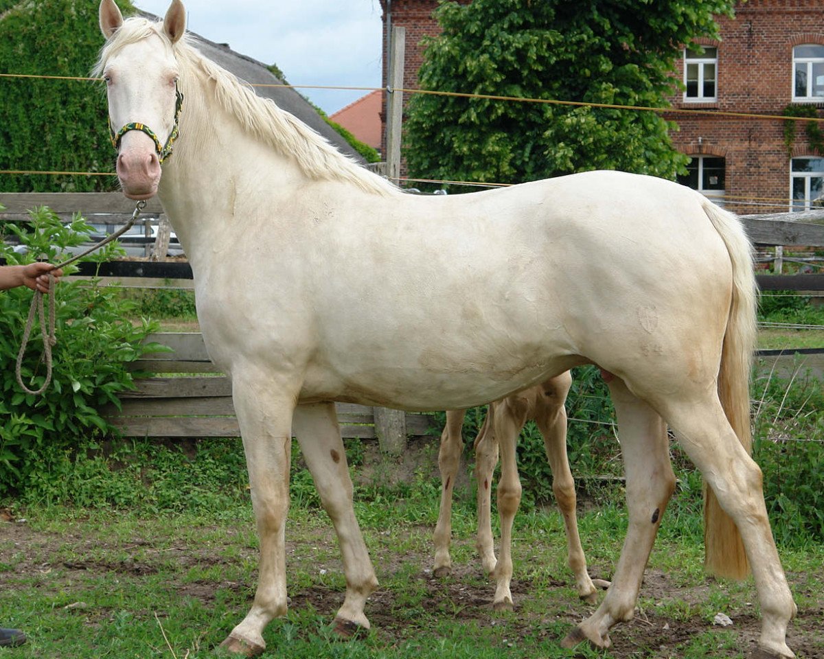Zuchtstute Numees (Deutsches Sportpferd, 2005, von Nuget)