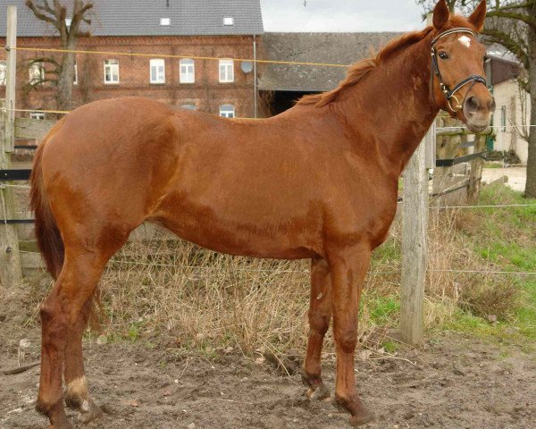 broodmare Haubenlerche (Trakehner, 2002, from Bellini Go)