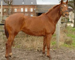 Zuchtstute Haubenlerche (Trakehner, 2002, von Bellini Go)