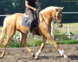 Zuchtstute Heliosphäre MD (Trakehner, 2009, von Rff The Alchemist xx)
