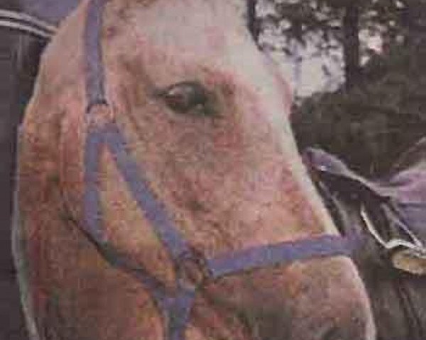broodmare Henessy Kinsky (Kinsky horse, 1992, from Almhirt týnský)