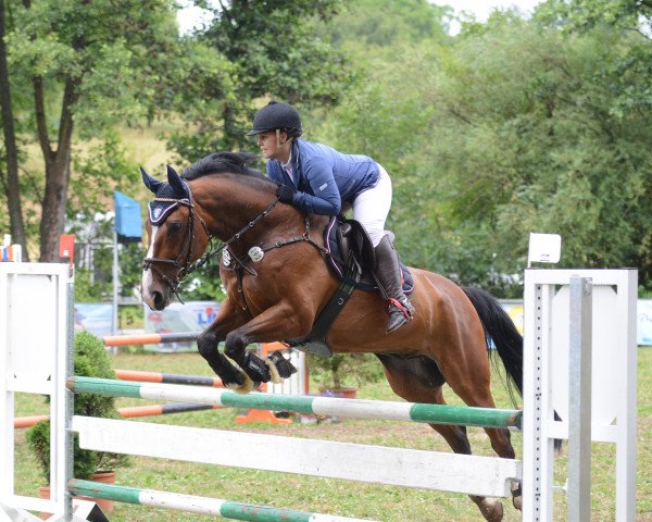 jumper Grand Coeur 37 (Hanoverian, 2003, from Grand Coeur) jumper Grand Coeur 37 (Hanoverian, 2003, from Grand Coeur)