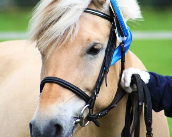 broodmare Oria (Fjord Horse, 2002, from Ragnar)