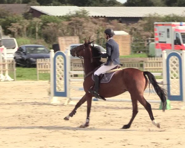 Reitturnier Schülp / Rendsburg 2020