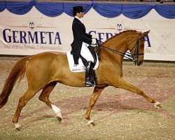 dressage horse Gina (Oldenburg, 1991, from Grosso Z)