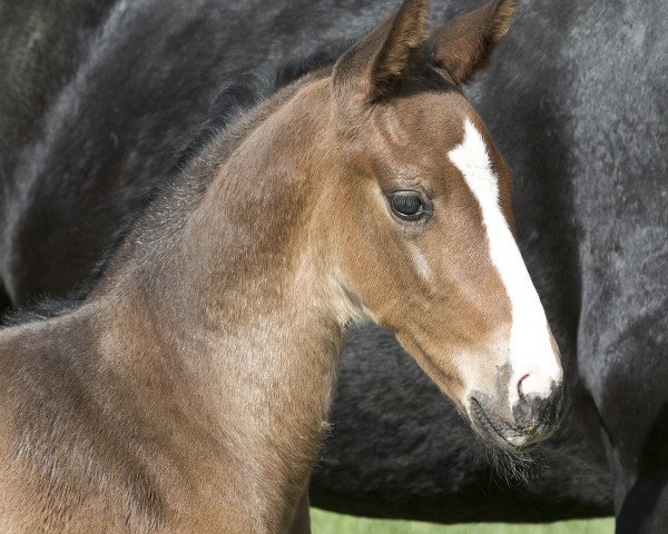 dressage horse Gucci 120 (Oldenburg, 2015, from Grey Flanell)