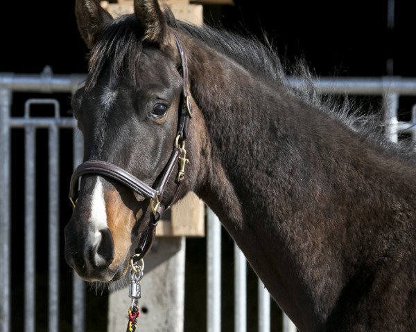 Deckhengst Johnson (Oldenburger, 2013, von Glock's Johnson Tn)