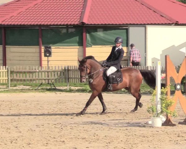 Reitturnier Schülp / Rendsburg 2020