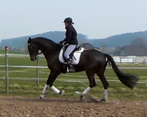 horse Stuntmen 16 (Hanoverian,  , from Stalypso)