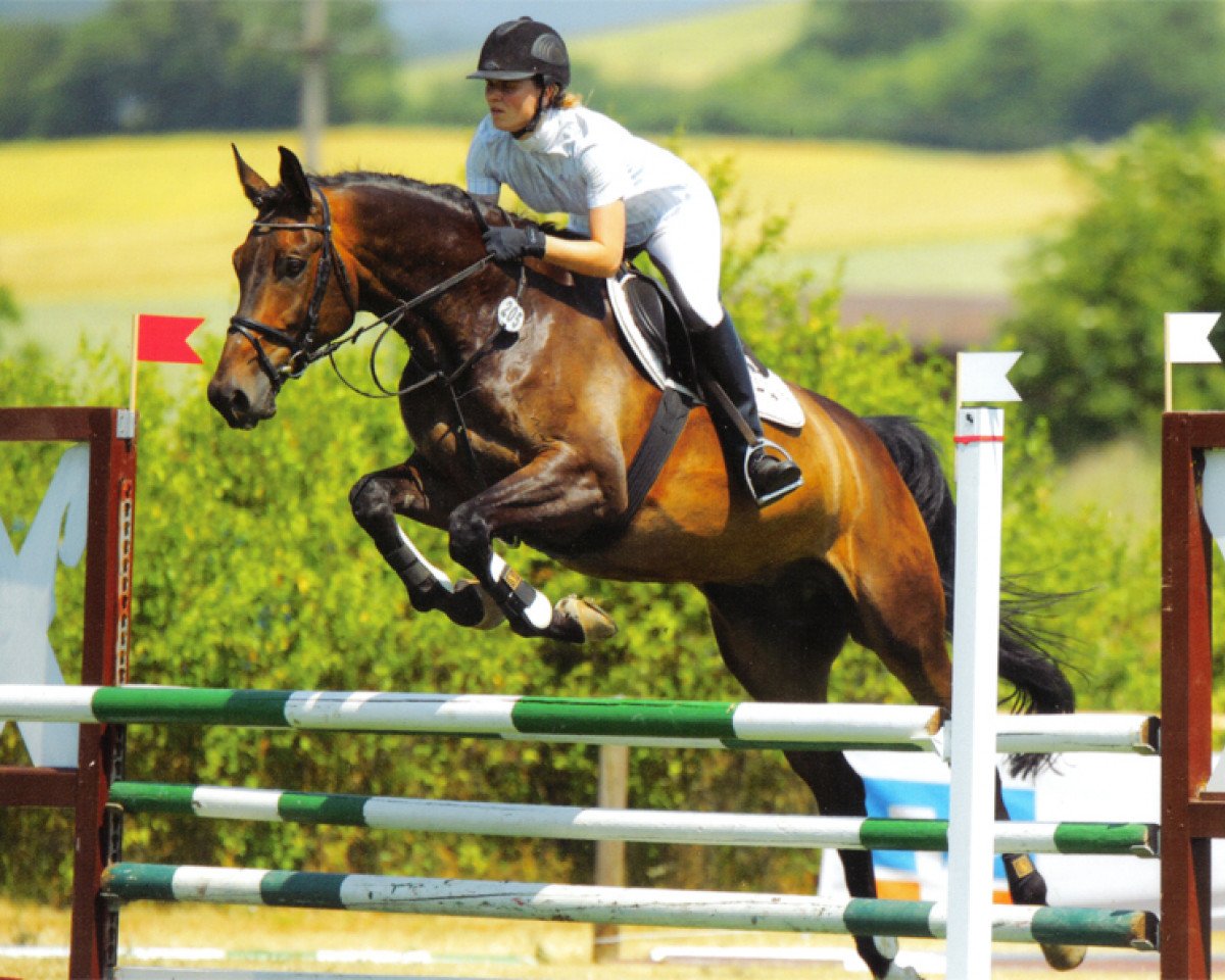 horse Grafenau 2 (Trakehner, 2002, from Sonnenstrahl 3417)