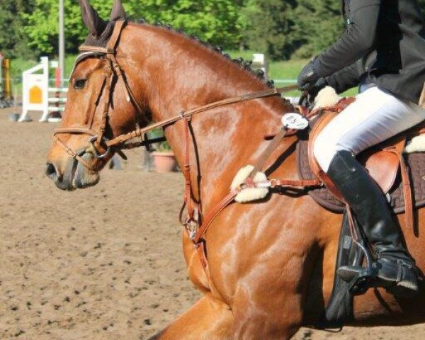 Springpferd Cosar 6 (unbekannt, 2006, von Chevalier 89)