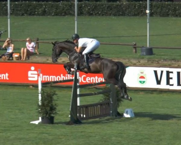 broodmare Ulana 28 (Holsteiner, 2004, from Quite Capitol)