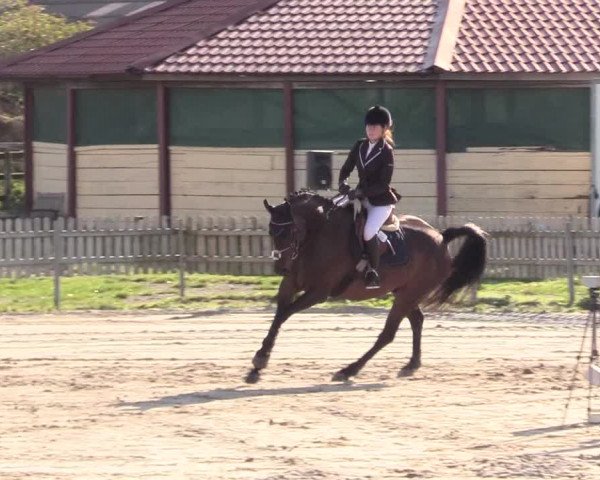 Reitturnier Schülp / Rendsburg 2020