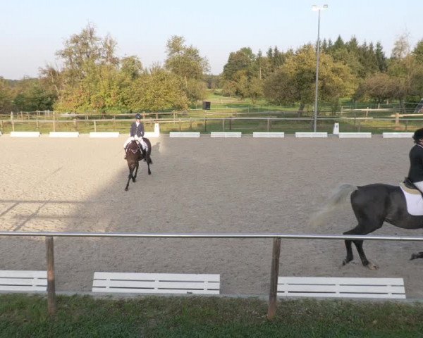 Reitturnier Köngen 2020