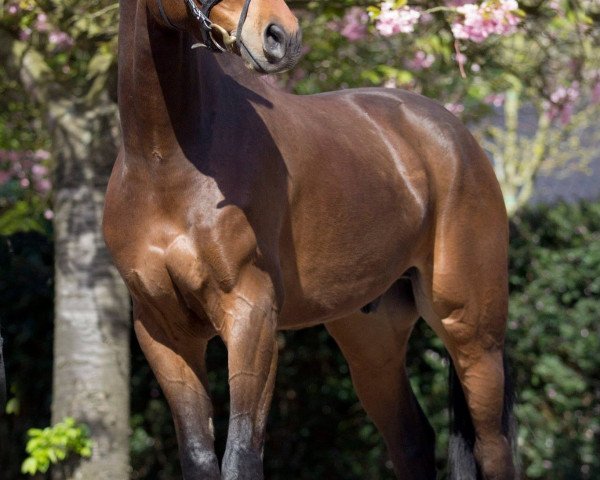 Pferd Jackass (Belgisches Warmblut, 2009, von Chekandino)