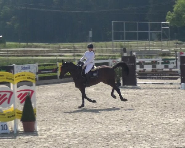 Reitturnier Sauldorf-Boll 2020