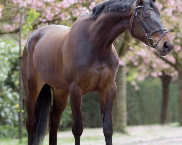 Zuchtstute Gitania (Belgisches Warmblut, 2006, von Argentinus)