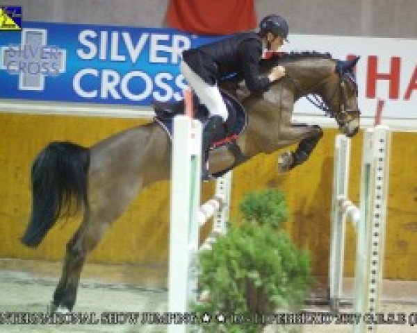 Springpferd Prosecco 3 (Deutsches Reitpony, 2000, von Poker Boy)
