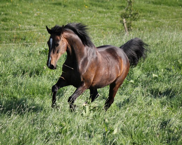 Pferd Cella (Rheinländer, 2000, von Celvin)
