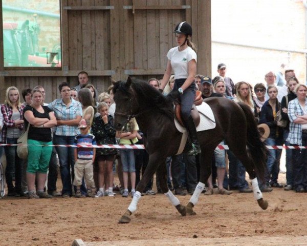 Deckhengst Forester (New-Forest-Pony, 2006, von Kantje's Ronaldo)