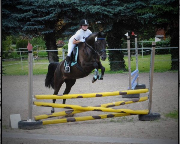 horse O' Lady (Trakehner, 2007, from Kaiserdom)