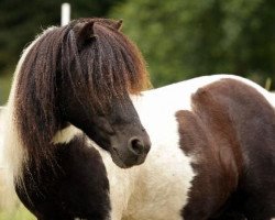 stallion Flashdancer (Dt.Part-bred Shetland pony, 1997, from Frechdachs)