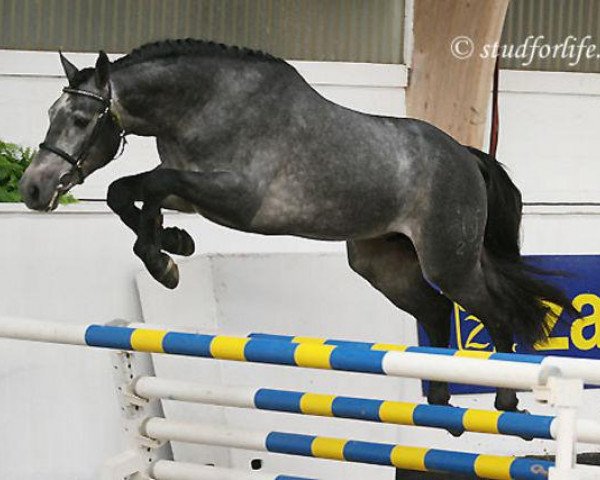 Deckhengst Quite Acobat (Holsteiner, 2004, von Quite Capitol)