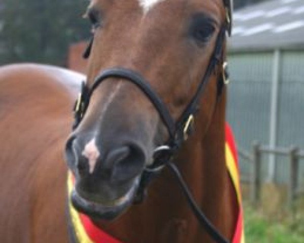 stallion Marrondales Macintosh (New Forest Pony, 1999, from Park's Tambour)