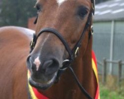 Deckhengst Marrondales Macintosh (New-Forest-Pony, 1999, von Park's Tambour)