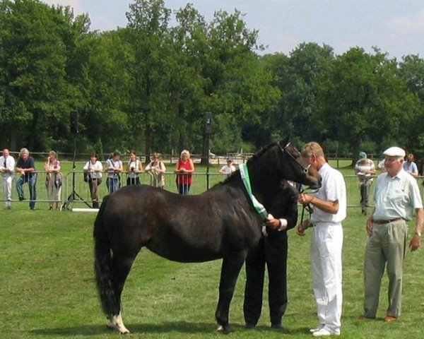 broodmare Braamhoeve Carola (New Forest Pony, , from Braamhoeve Werner) broodmare Braamhoeve Carola (New Forest Pony, , from Braamhoeve Werner)