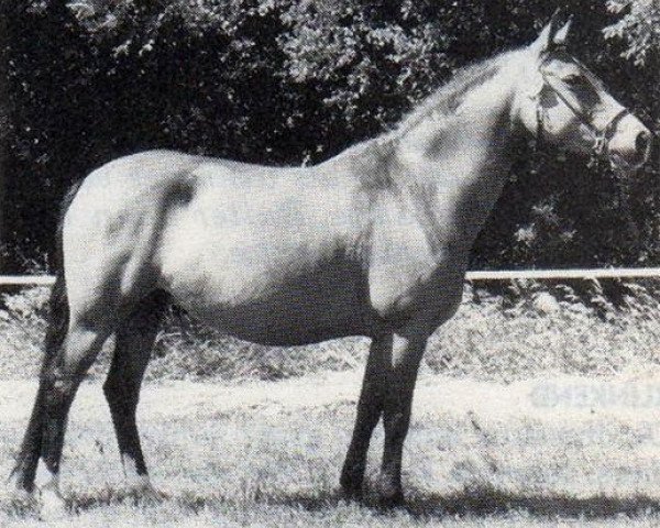 Zuchtstute Wicked Vinnie Baby (New-Forest-Pony, 1985, von Vernons Vineyard) Zuchtstute Wicked Vinnie Baby (New-Forest-Pony, 1985, von Vernons Vineyard)
