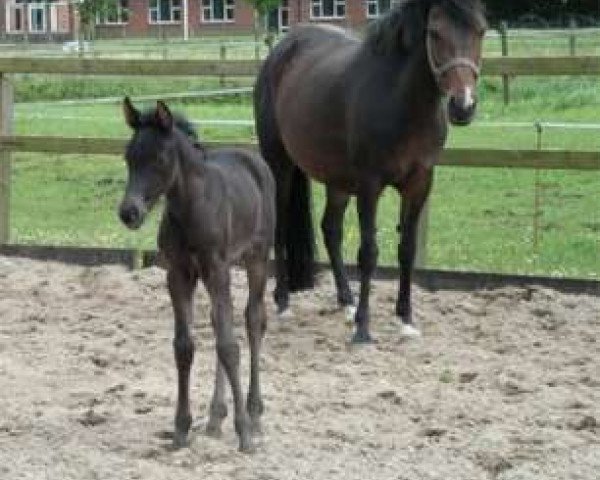 broodmare Serene (New Forest Pony, 1995, from Rusty)