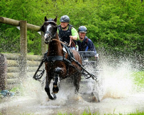 dressage horse Brior (German Riding Pony, 2008, from Top Balino)
