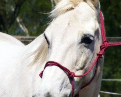 broodmare Lacy (German Riding Pony, 1992, from Marsvogel xx)