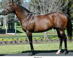 stallion Dehere xx (Thoroughbred, 1991, from Deputy Minister xx)