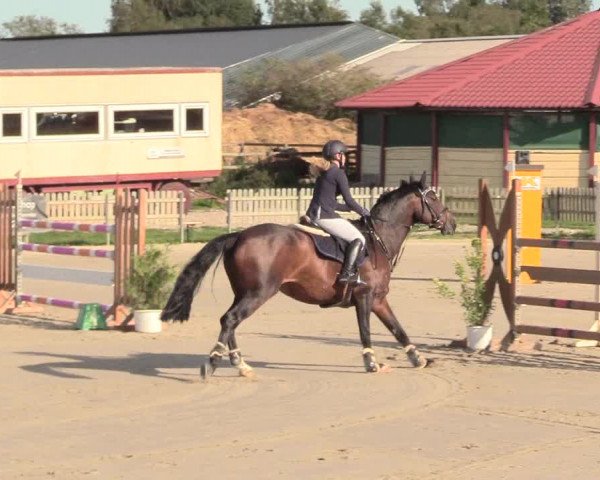 Reitturnier Schülp / Rendsburg 2020