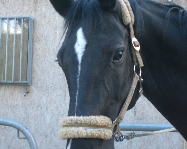 horse Detroit (Oldenburg, 2000, from De Niro)