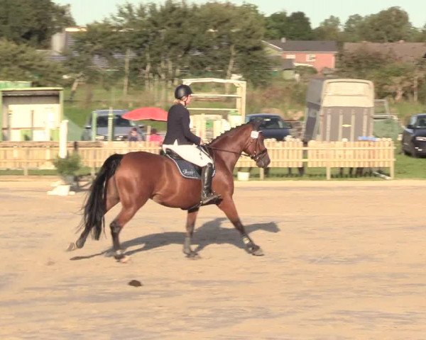 Reitturnier Schülp / Rendsburg 2020