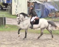 jumper Action 61 (Westphalian, 2007, from Avec Coeur 6)