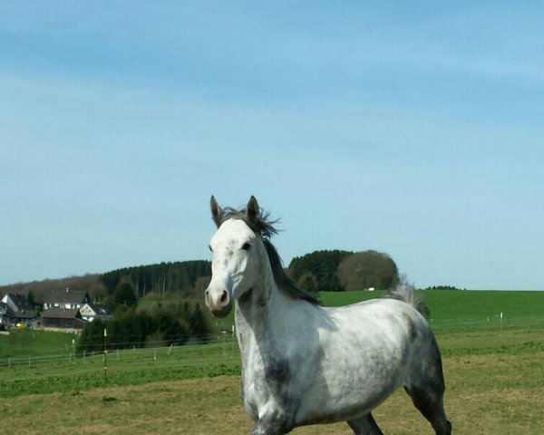 horse Caytana Z. (Westphalian, 2011, from Cliostro)