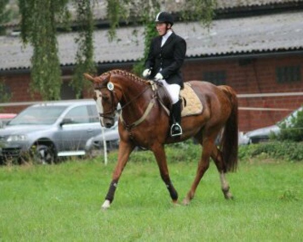 Dressurpferd Champus Lady (Hannoveraner, 2008, von Chasseur I) Dressurpferd Champus Lady (Hannoveraner, 2008, von Chasseur I)