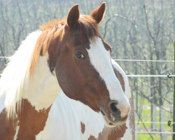 jumper Mary Rose 3 (Pinto / Hunter, 1998, from Mr.Bo Jangles)