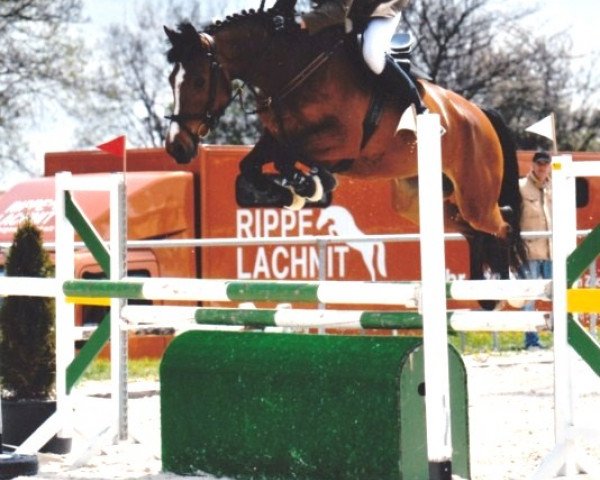 broodmare Candlelight 25 (Hessian Warmblood, 2006, from Colander)