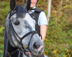 Springpferd Canny Caspar (Oldenburger, 2009, von Calico 8)